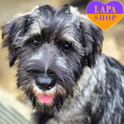 Danej — Calm and Polite Standard Schnauzer Boy