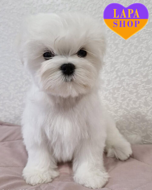 біла мальтійська болонка (мальтезе)