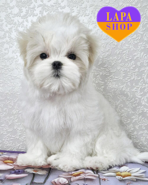 біла мальтійська болонка (мальтезе)