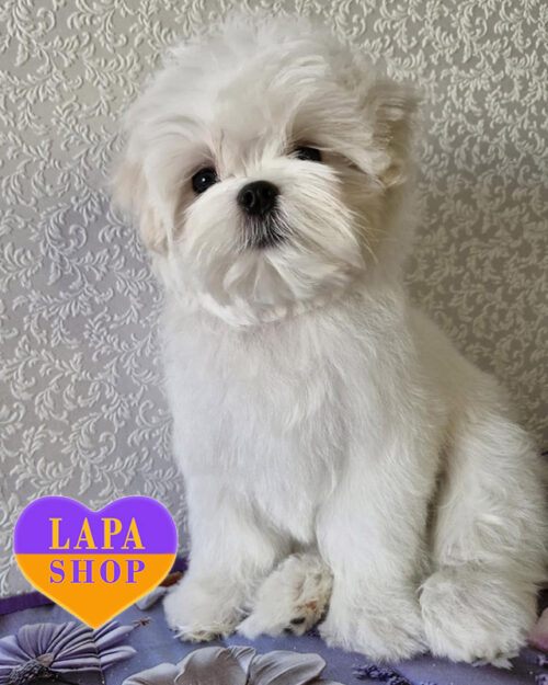 была мальтійська болонка (мальтезе)