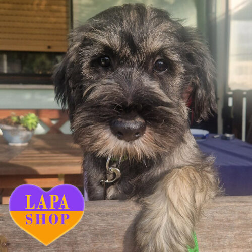 Don — милый песик породы мительшнауцер ждет семью