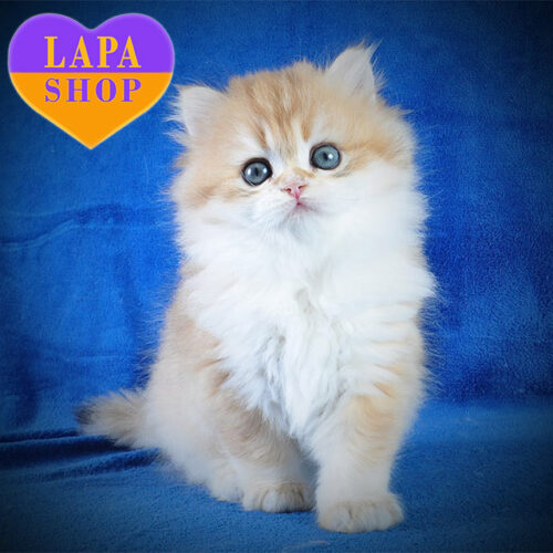 Dushess — британский длинношерстный красавчик драгоценного золотого окраса