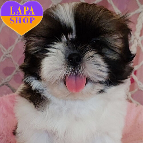 Elza – милая девочка породы ши-тцу