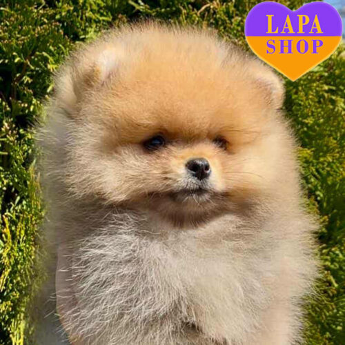 Elvis — яркий мальчик породы померанский шпиц ждет своей семьи