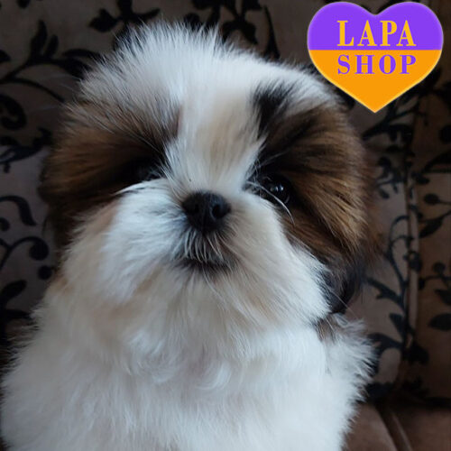 Emily — леди породы ши-тцу рыже-белого окраса