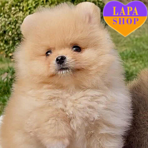 Endy — кремовый красавец породы померанский шпиц