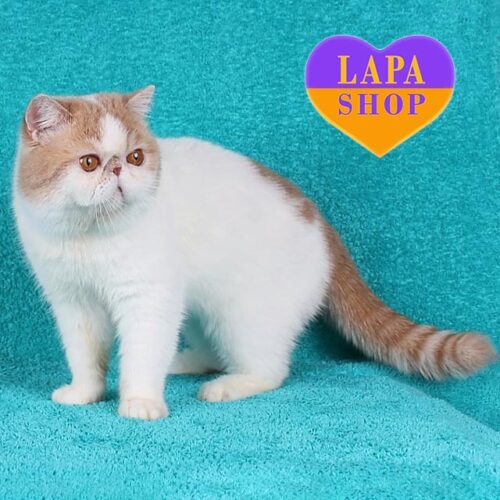 Exotic Udjin is a Charming CFA Champion in a Cream White Fur Coat