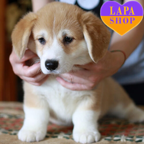 Гарний хлопчик породи вельш-коргі пемброк Fahrenheit