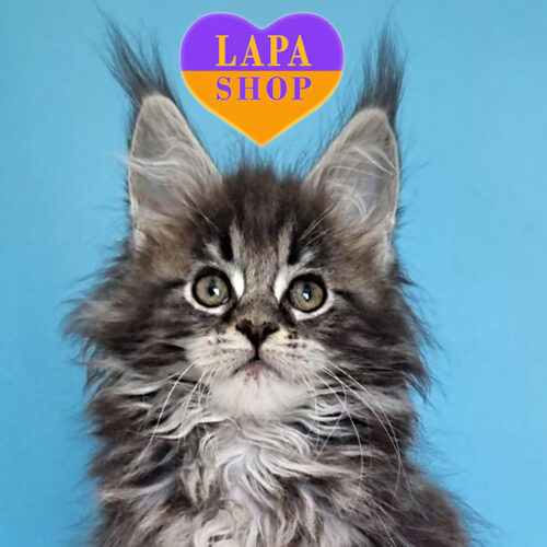 Кішечка породи мейн-кун Faina сріблясто-мармурового забарвлення