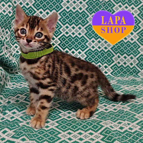 Farenheit — Handsome Bengal Kitten in a Luxurious Coat