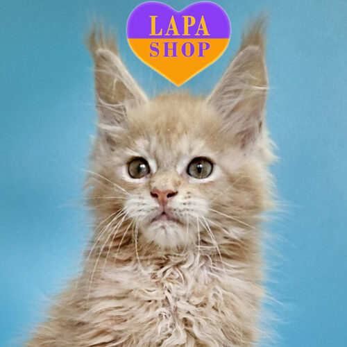 Faust — кремовий мейн-кун чекає на свою родину