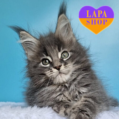 Статный котик породы мейн-кун Favorit