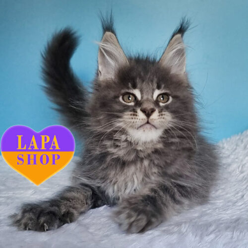 Faraon – мраморный красавец породы мейн-кун