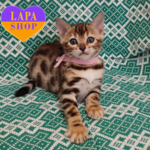 Felisiti — Beautiful Bengal Lady