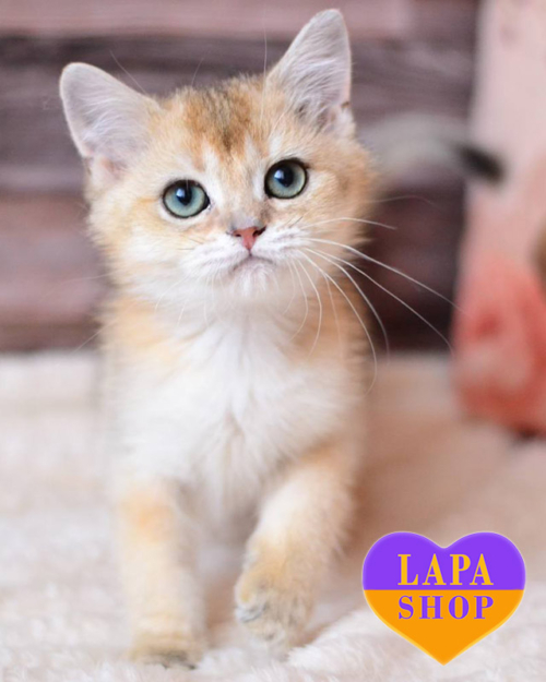 чорна золота британська короткошерста