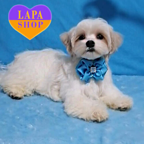 Figaro — білий хлопчик породи мальтезе, який обожнює людей