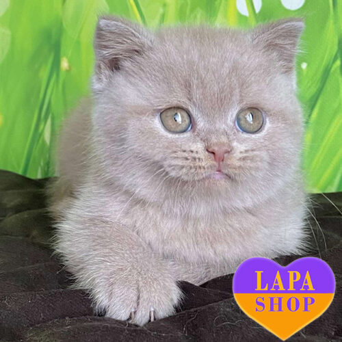 Милый британский красавец Filipp ждет свою семью