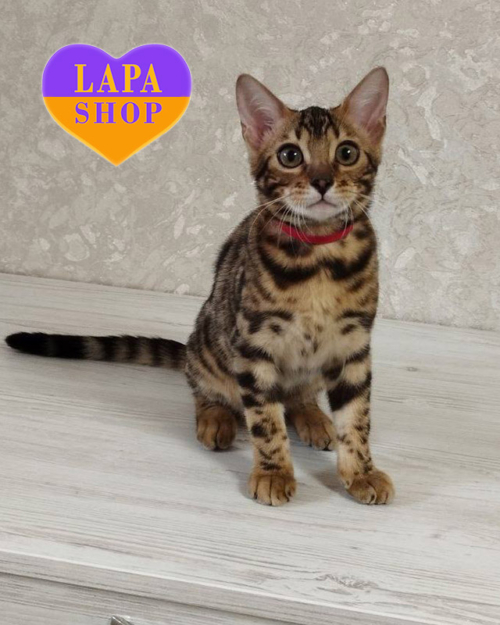 бенгальська