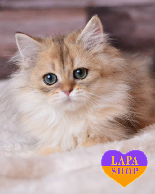 чорно золота британська довгошерста