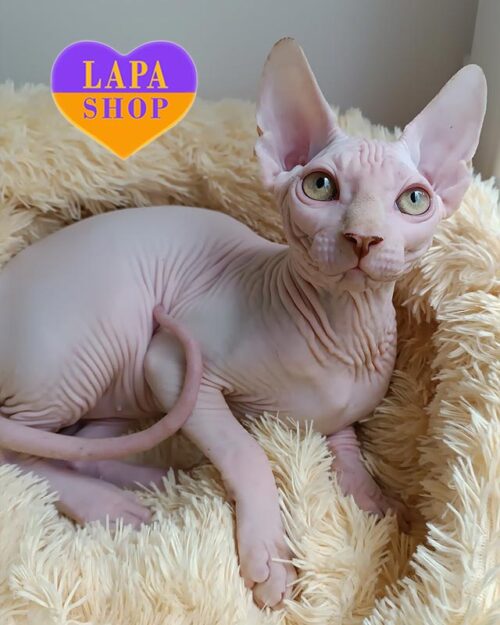 білий канадський сфінкс