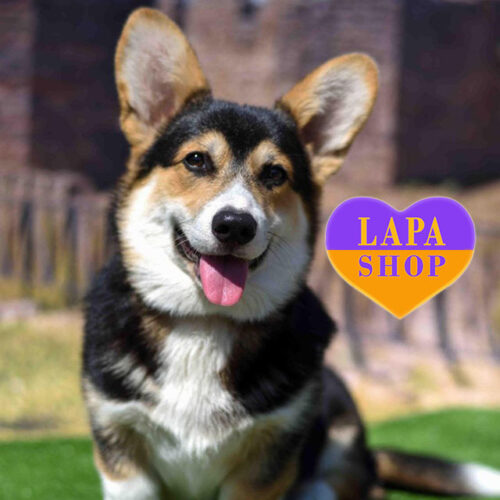 Fredi — волшебный мальчик породы вельш корги пемброк