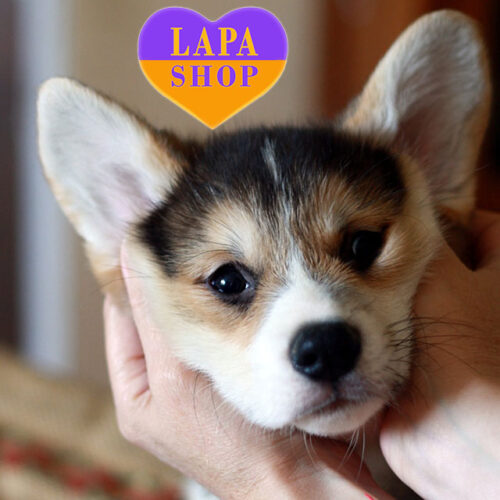 Freeman — чарівний красунчик породи вельш-коргі пемброк