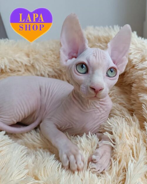 біка кішка канадський сфінкс