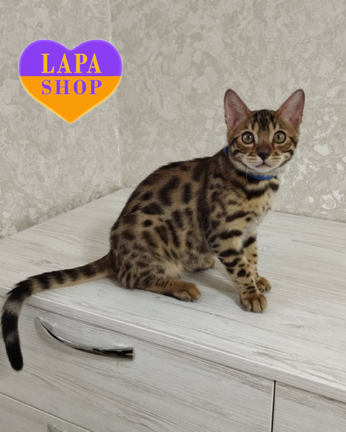 бенгальська