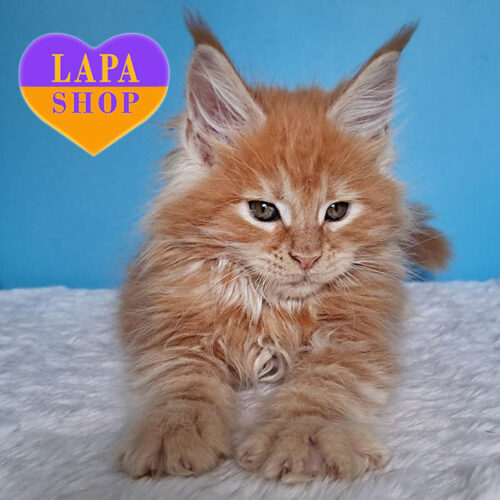 Genri — True Aristocrat Maine Coon