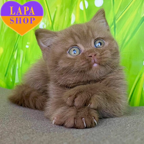 George — British Shorthair Cat With Luxurious Cinnamon Coat