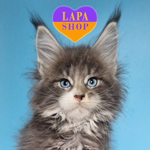 Gerda — блакитноока кішка мейн-кун