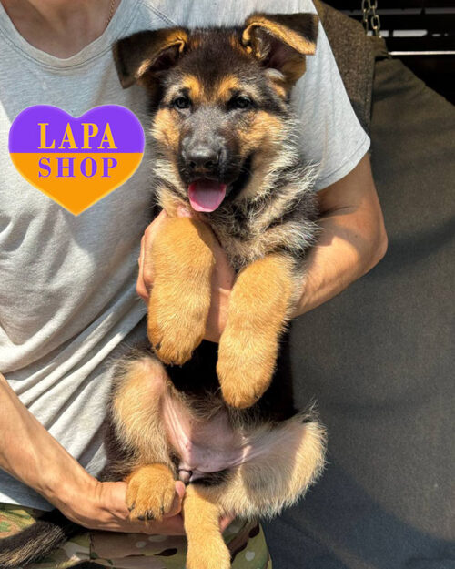 німецька вівчарка стандарт чепрачного забарвлення