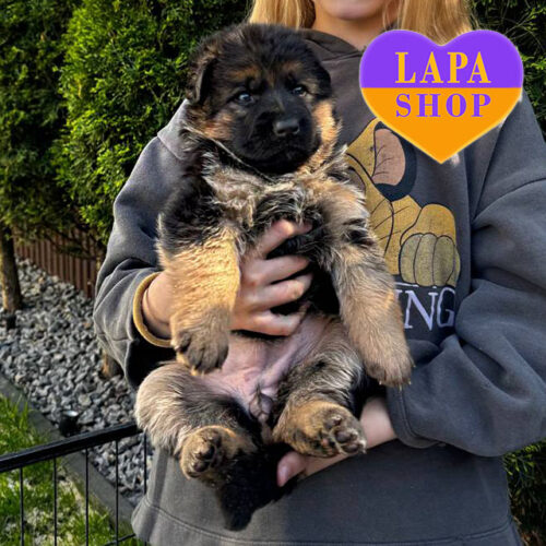 Элегантная леди породы немецкая овчарка стандарт