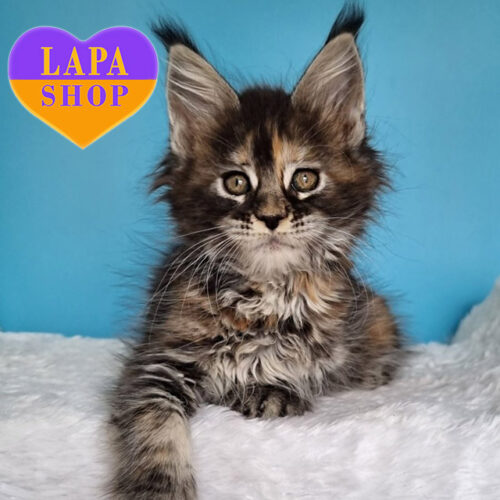 Gloria  — мила леді породи мейн-кун в сріблястій шубці