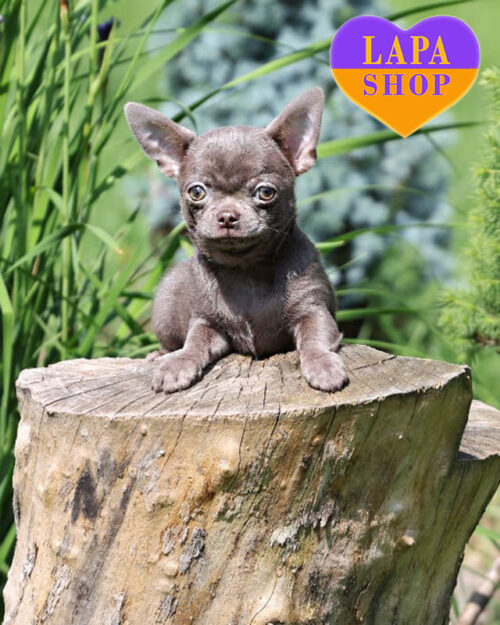 чихуахуа блакитного забарвлення