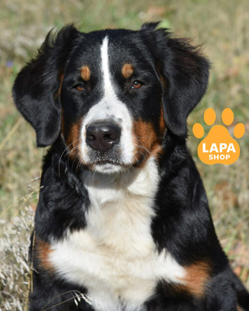 триколорний бернський зенненхунд