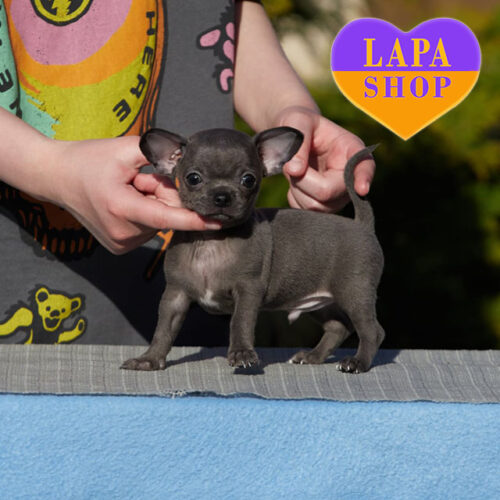 Hazy Blue – очаровательный красавец породы чихуахуа голубого окраса