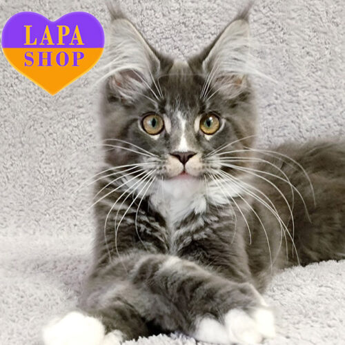 Hugo – элегантный красавец породы мейн-кун