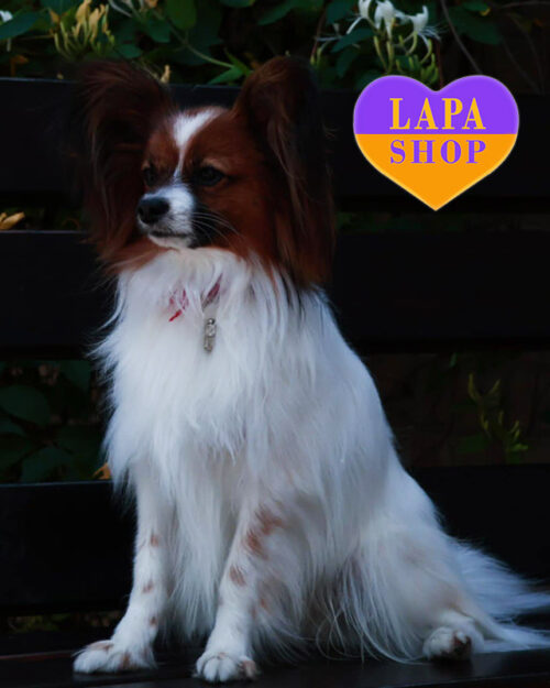 Айк — милый щенок породы папильон