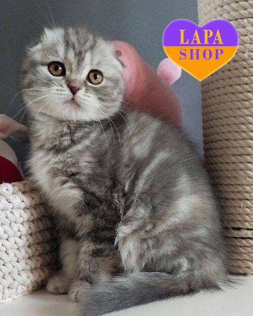 скотіш фолд мармуровий