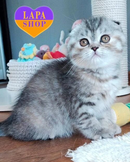 Illary — Sweet Scottish Fold Lady