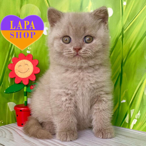 Ivango — Sweet British Shorthair Cat With Gentle Lilac Color