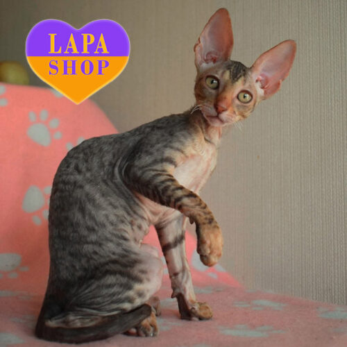 Ivy — милая кошечка породы корниш-рекс шоколадного окраса