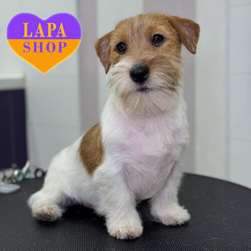 Милый мальчик породы джек-рассел-терьер рыже-белого окраса