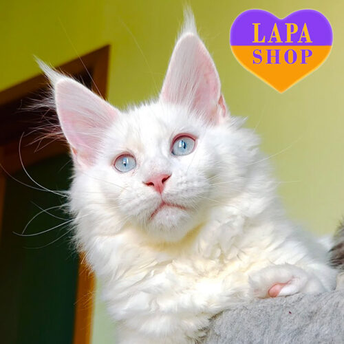 Блакитноока кішечка породи мейн-кун в білосніжній шубці Jannetta