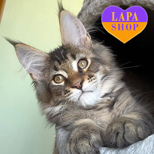 Jazz — Majestic Maine Coon Gentleman