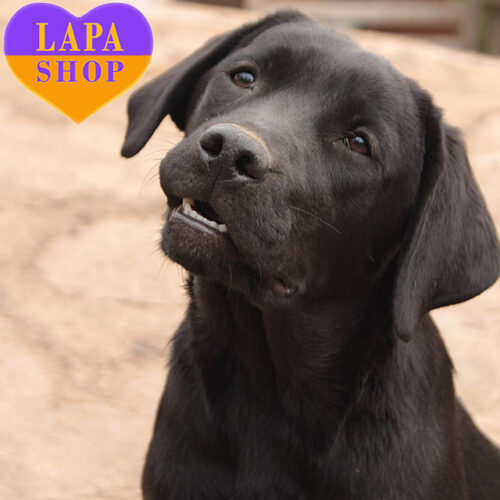 Черная леди породы лабрадор-ретривер Яся