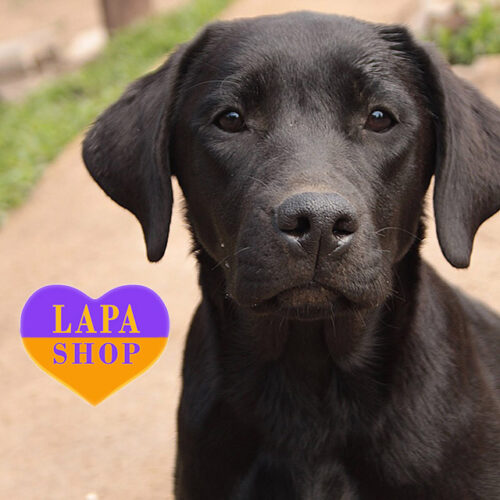 Очаровательная красавица породы лабрадор-ретривер Милаша черного окраса