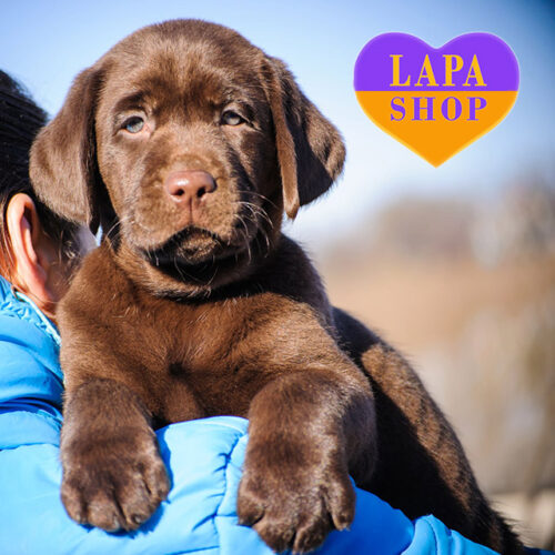 Cute Labrador Retriever Boy