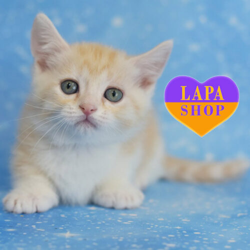 Lari — очаровательный красавец породы манчкин редкого окраса